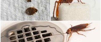 сколько живут тараканы дома без воды