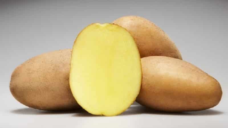 'Скороспелый и неприхотливый сорт картофеля 