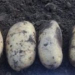 Сорт картофеля Джура (Айл оф Джура, IsleOfJura): отзывы, характеристика, агротехника выращивания