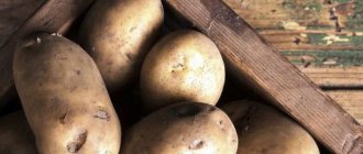 Сорт картофеля Реванш: характеристика, отзывы, урожайность