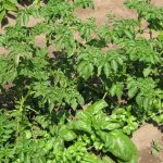 Сорт картофеля Родриго: описание, характеристики, особенности выращивания