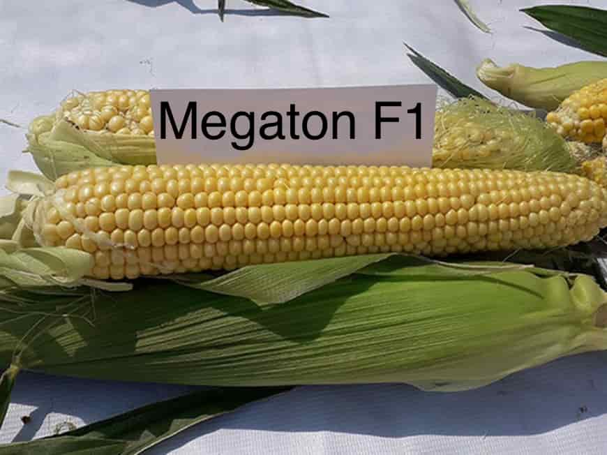 Сорт кукурузы Мегатон F1