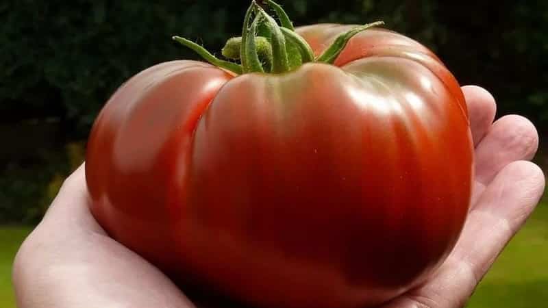 'Сорт помидоров, который точно вас не разочарует - томат 