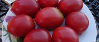 Сорт томата Сызранская пипочка: фото и описание