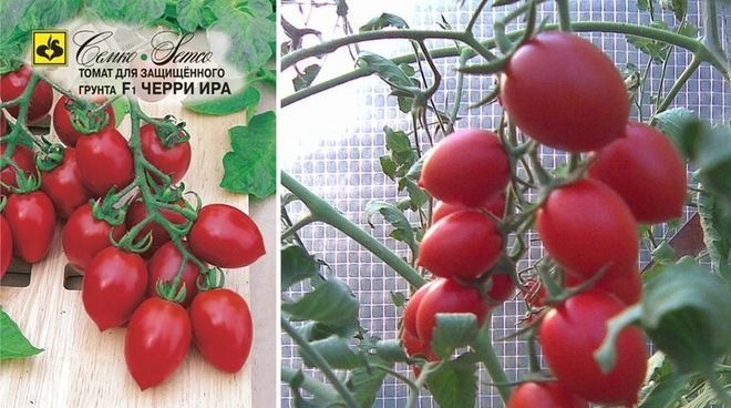 Сорт томатов Черри Ира