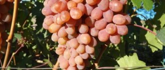 сорт виноград румба