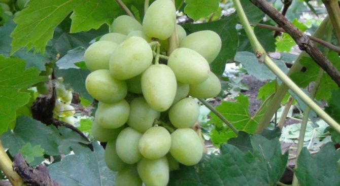 Сорт винограда Дарья на фото
