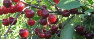 Сорт вишни Апухтинская