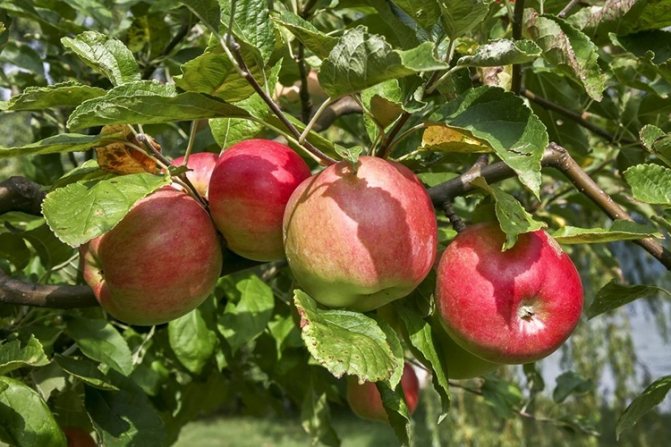Сорт яблок Жигулевское