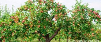 Сорт яблони «Вишневое» (на фото) радует садоводов обильными регулярными урожаями