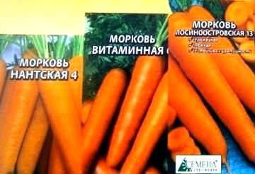 сорта моркови под зиму