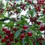 Сорта вишни, устойчивые к коккомикозу и монилиозу для Подмосковья
