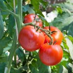 Сортовые особенности томата Персей