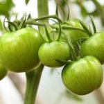 Сортовые особенности томата Первоклашка