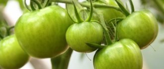 Сортовые особенности томата Первоклашка