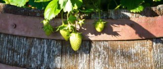 Созревающие ягоды не опускаются на грунт, и садовод к моменту сбора урожая получает абсолютно чистую ягоду