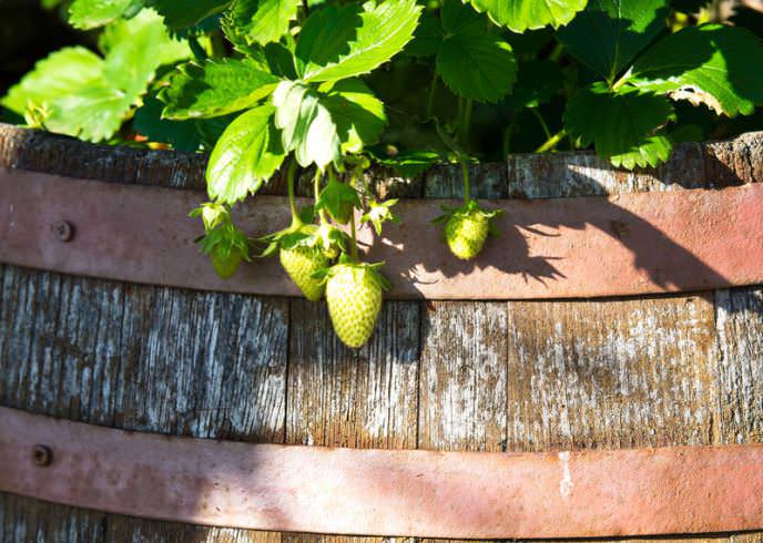 Созревающие ягоды не опускаются на грунт, и садовод к моменту сбора урожая получает абсолютно чистую ягоду