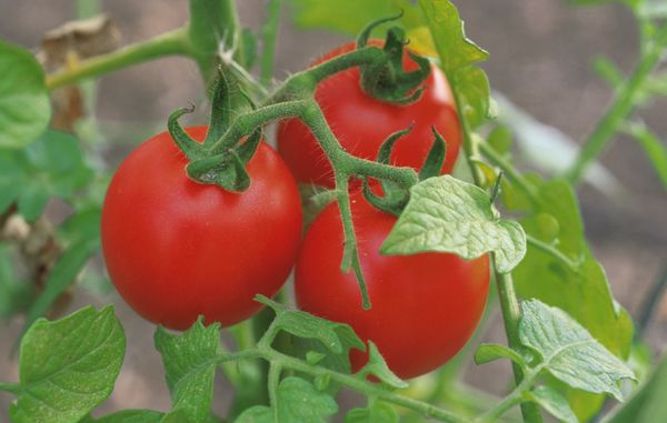 Созревшие томаты на кусте