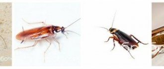 способ избавления от тараканов борной кислотой