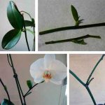 Способы размножения орхидеи Фаленопсис в домашних условиях