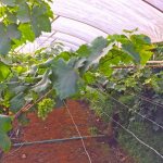 Способы укрытия молодого винограда на зиму