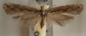 Сравнение бабочек и моли - Comparison of butterflies and moths