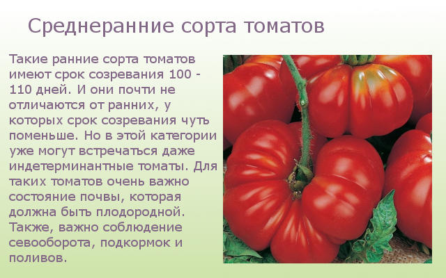 Среднеранние сорта томатов