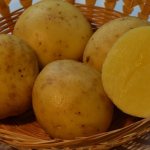 Среднеранний сорт картофеля, устойчивый к заболеваниям — Брянский деликатес