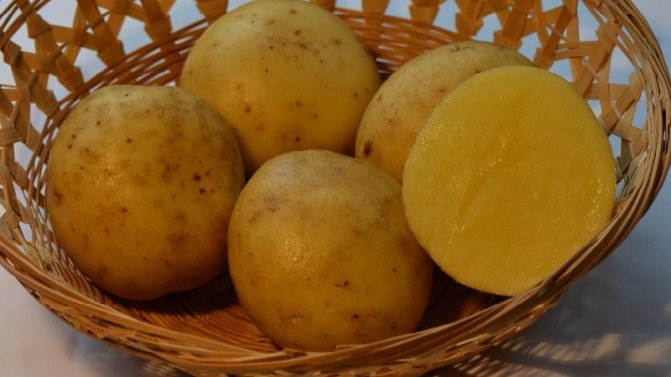 Среднеранний сорт картофеля, устойчивый к заболеваниям — Брянский деликатес