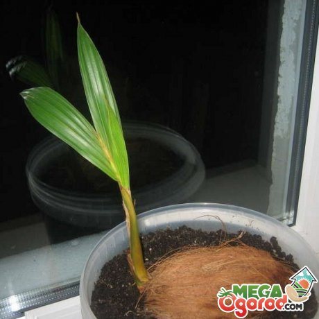 Сроки и правила посадки кокосовой пальмы