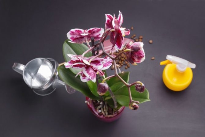 Стимулирование орхидеи к цветению