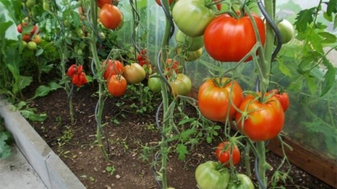 'Стойкий сорт для суровых погодных условий - знаменитый томат 