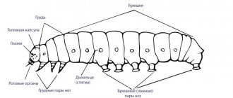 Строение тела гусеницы