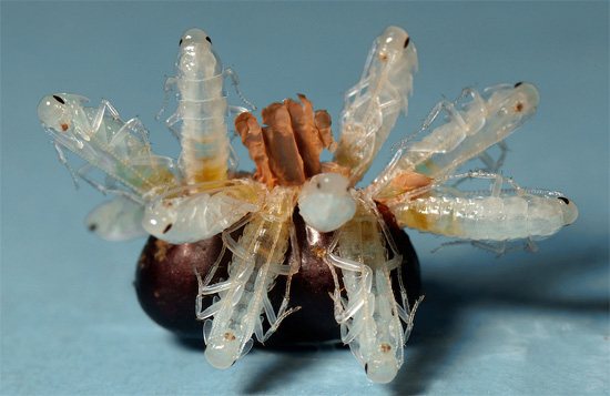 Так выглядит оотека черного таракана с вылупляющимися из нее личинками - сперва они белого цвета, почти прозрачные.