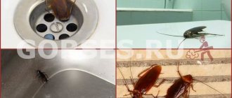 тараканы в ванной
