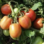 Томат Бенито F1: описание урожайного гибрида, отзывы и особенности его выращивания