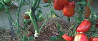Томат Безумие Касади характеристика и описание сорта отзывы садоводов с фото