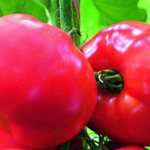 Томат черри Кира: характеристика и описание сорта, урожайность с фото