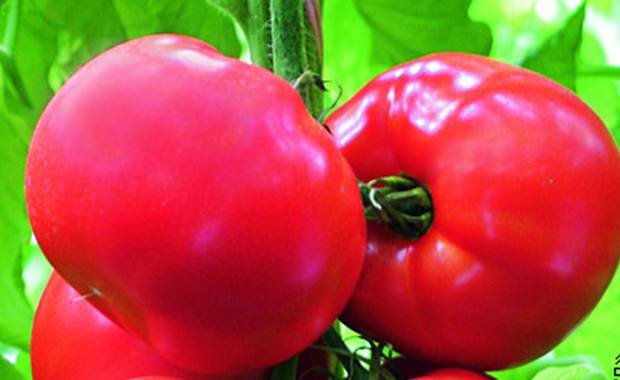 Томат черри Кира: характеристика и описание сорта, урожайность с фото