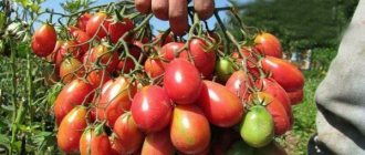 Томат Чио Чио Сан: фото, основные сведения о томатах