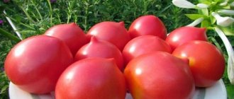 томат елизавета