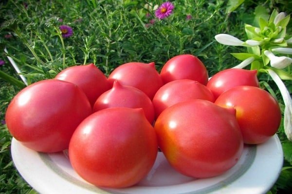 томат елизавета