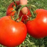 Томат галина: характеристика и описание сорта, отзывы, фото, урожайность – все о помидорках