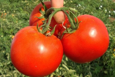 Томат галина: характеристика и описание сорта, отзывы, фото, урожайность – все о помидорках