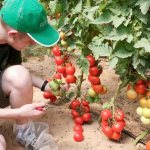 Томат Кистевой F1 описание и характеристика сорта отзывы садоводов с фото