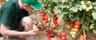 Томат Кистевой F1 описание и характеристика сорта отзывы садоводов с фото