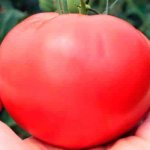 томат малиновая сладость
