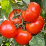 Томат Президент F1: характеристика и описание сорта семян, видео и фото куста, отзывы об урожайности помидоров