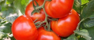 Томат Президент F1: характеристика и описание сорта семян, видео и фото куста, отзывы об урожайности помидоров