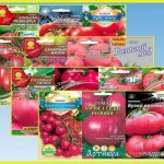 Томат розовый рассвет описание и характеристика сорта урожайность с фото